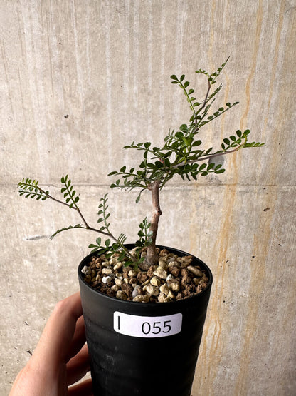 【現品限り】オペルクリカリア・パキプス 根挿し【I55】 Operculicarya pachypus