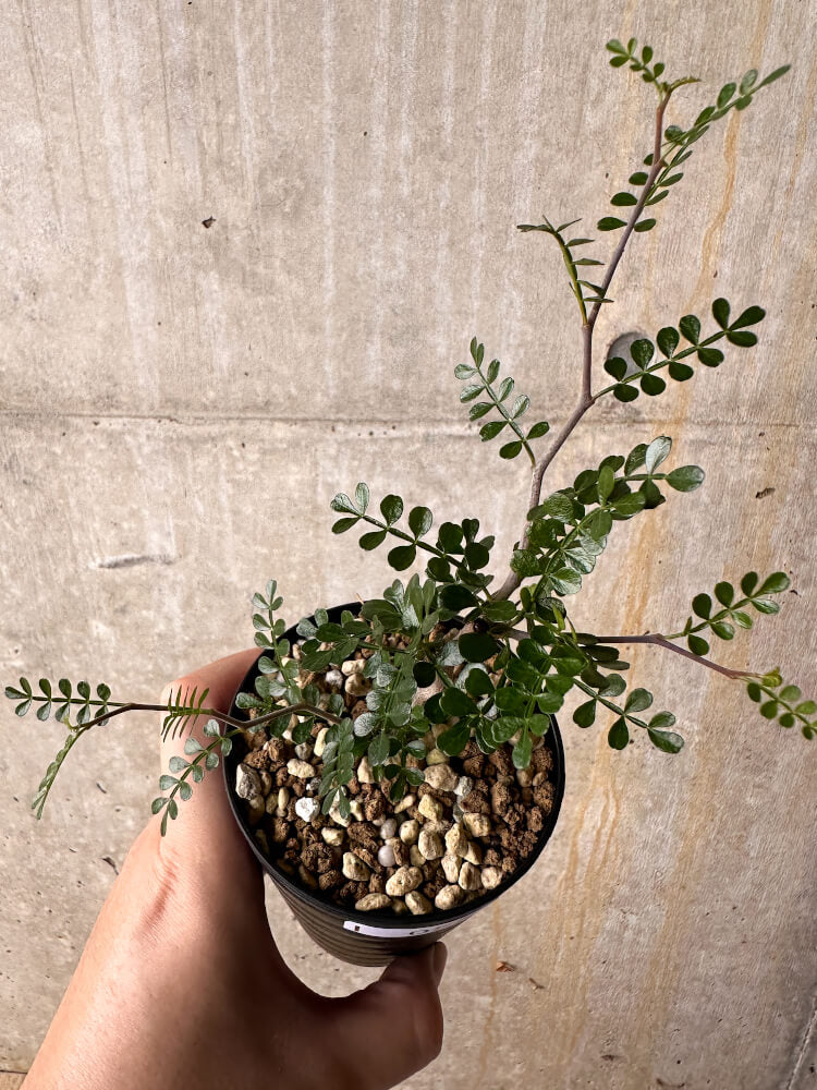 【現品限り】オペルクリカリア・パキプス 根挿し【I55】 Operculicarya pachypus