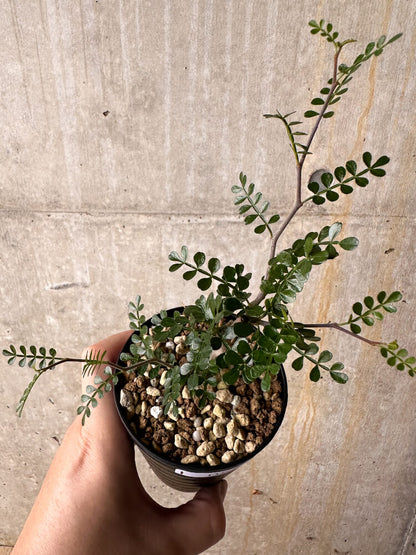 【現品限り】オペルクリカリア・パキプス 根挿し【I55】 Operculicarya pachypus