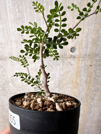 【現品限り】オペルクリカリア・パキプス 根挿し【I55】 Operculicarya pachypus