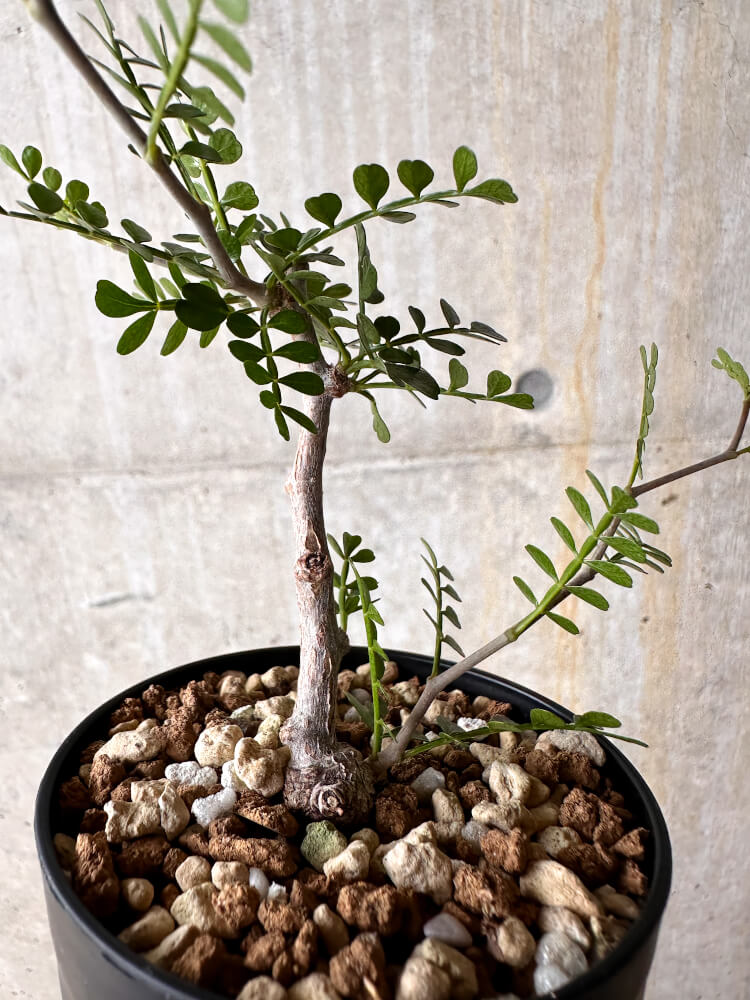 【現品限り】オペルクリカリア・パキプス 根挿し【I55】 Operculicarya pachypus