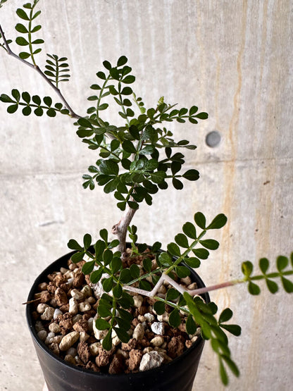 【現品限り】オペルクリカリア・パキプス 根挿し【I55】 Operculicarya pachypus