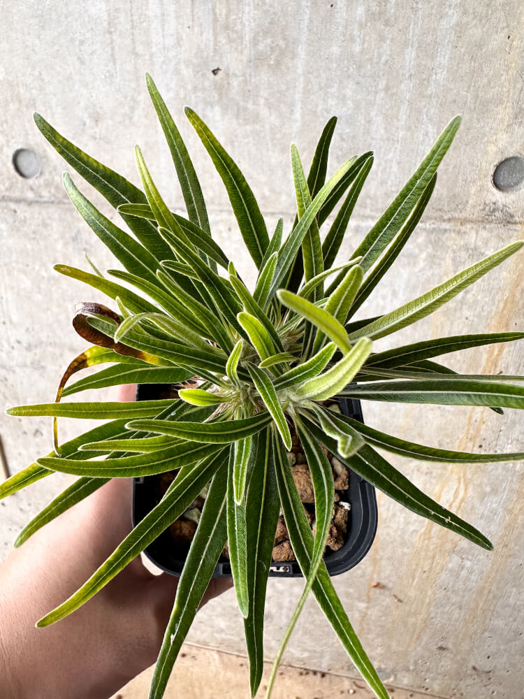 現品限り】パキポディウム・グラキリス【I57】 Pachypodium gracilius