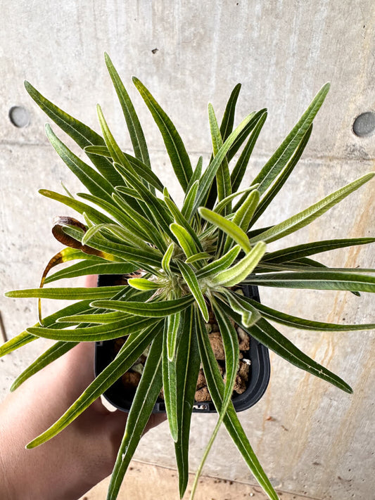 【現品限り】パキポディウム・グラキリス【I57】 Pachypodium gracilius