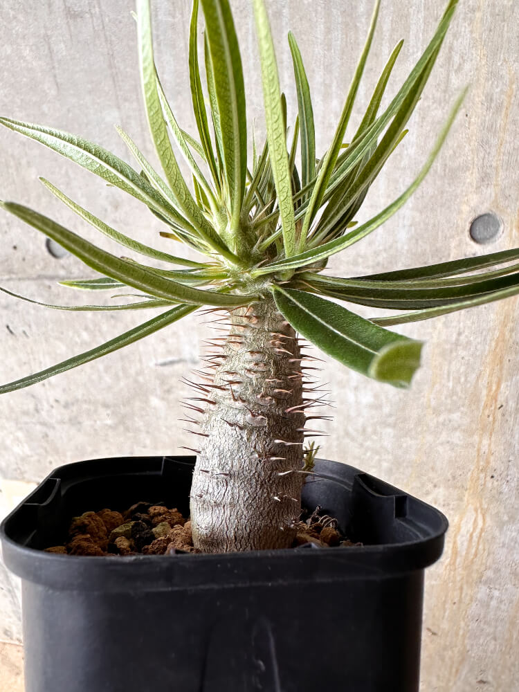 パキポディウム中型 現品限り】パキポディウム・グラキリス【I57】 Pachypodium gracilius