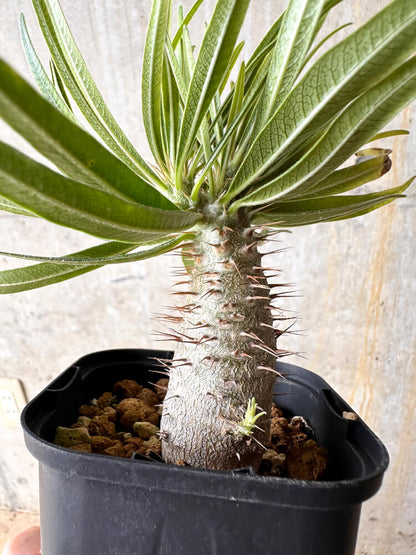 【現品限り】パキポディウム・グラキリス【I57】 Pachypodium gracilius