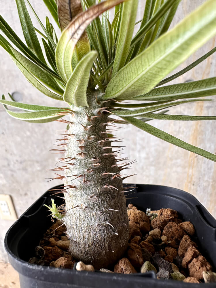 現品限り】パキポディウム・グラキリス【I57】 Pachypodium gracilius