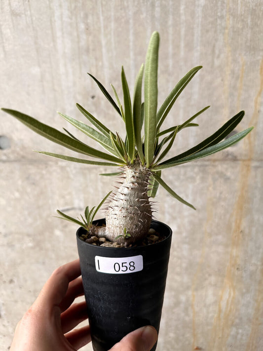 【現品限り】パキポディウム・グラキリス【I58】 Pachypodium gracilius