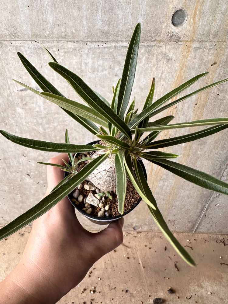 現品限り】パキポディウム・グラキリス【I58】 Pachypodium gracilius
