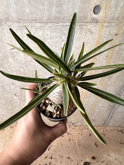 【現品限り】パキポディウム・グラキリス【I58】 Pachypodium gracilius