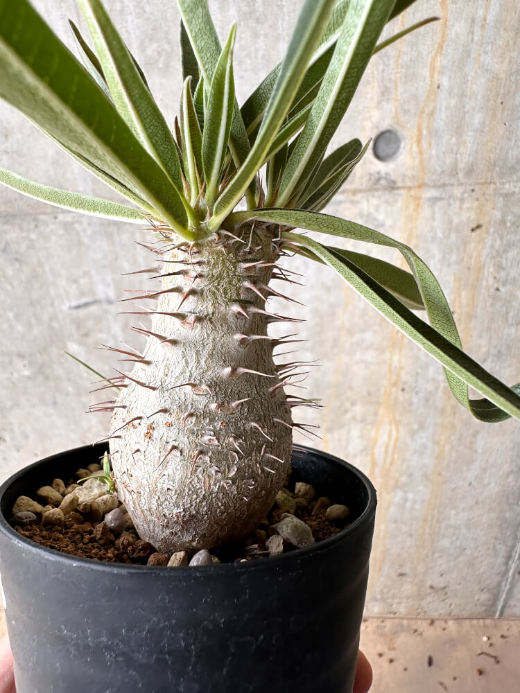 【現品限り】パキポディウム・グラキリス【I58】 Pachypodium gracilius