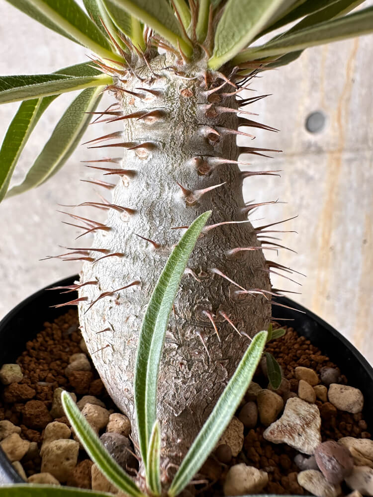 現品限り】パキポディウム・グラキリス【I58】 Pachypodium gracilius