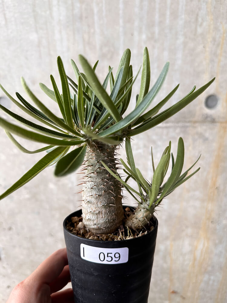 【現品限り】パキポディウム・グラキリス【I59】 Pachypodium gracilius