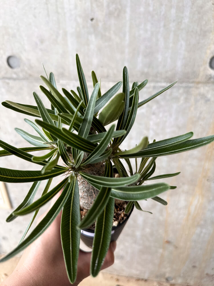 【現品限り】パキポディウム・グラキリス【I59】 Pachypodium gracilius