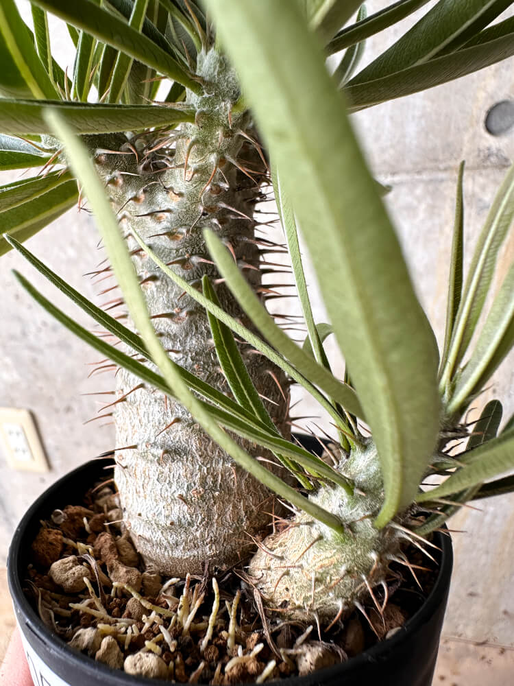 【現品限り】パキポディウム・グラキリス【I59】 Pachypodium gracilius