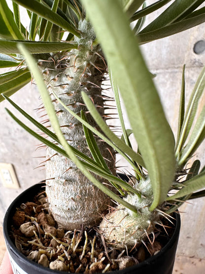 【現品限り】パキポディウム・グラキリス【I59】 Pachypodium gracilius