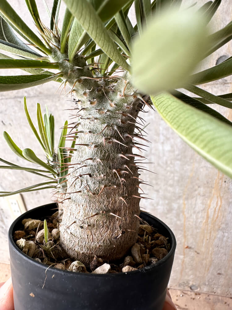 【現品限り】パキポディウム・グラキリス【I59】 Pachypodium gracilius