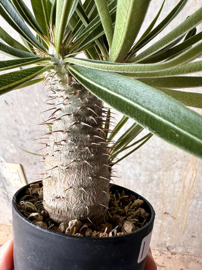 【現品限り】パキポディウム・グラキリス【I59】 Pachypodium gracilius