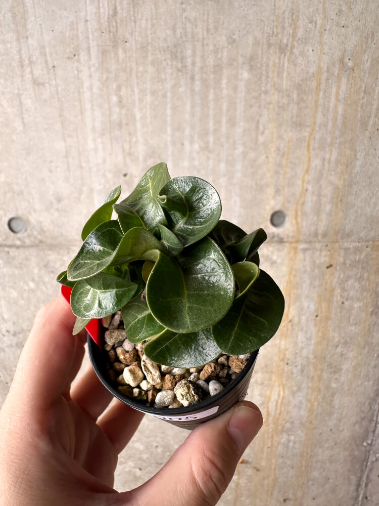 【現品限り】アデニウム・DHA 葉巻【I5】 Adenium DHA