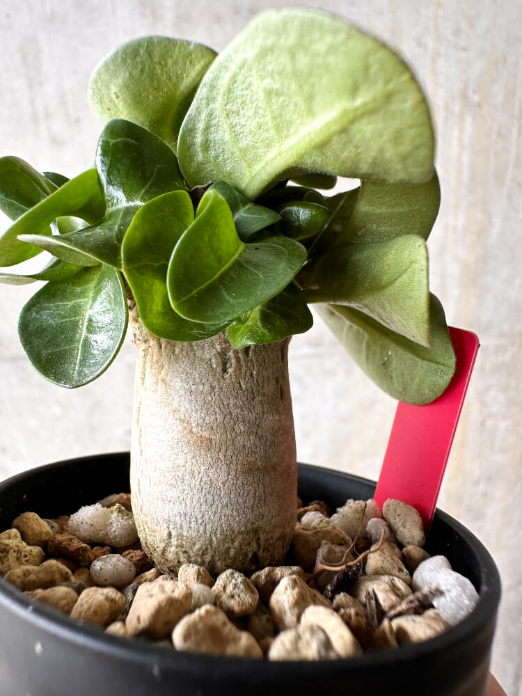 【現品限り】アデニウム・DHA 葉巻【I5】 Adenium DHA