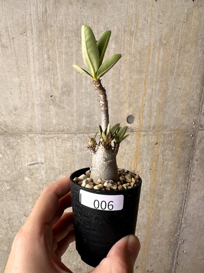 【現品限り】アデニウム・アラビカム【I6】 Adenium arabicum