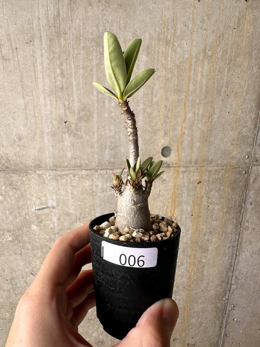 【現品限り】アデニウム・アラビカム【I6】 Adenium arabicum