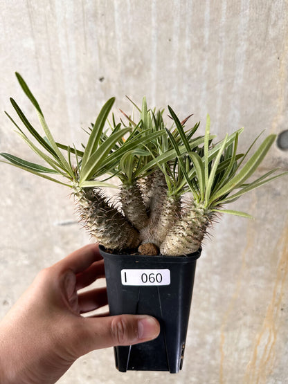 【現品限り】パキポディウム・グラキリス【I60】 Pachypodium gracilius