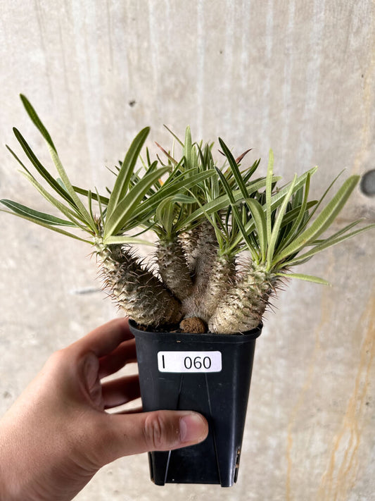 【現品限り】パキポディウム・グラキリス【I60】 Pachypodium gracilius