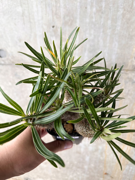【現品限り】パキポディウム・グラキリス【I60】 Pachypodium gracilius