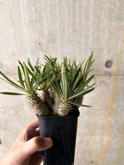 【現品限り】パキポディウム・グラキリス【I60】 Pachypodium gracilius