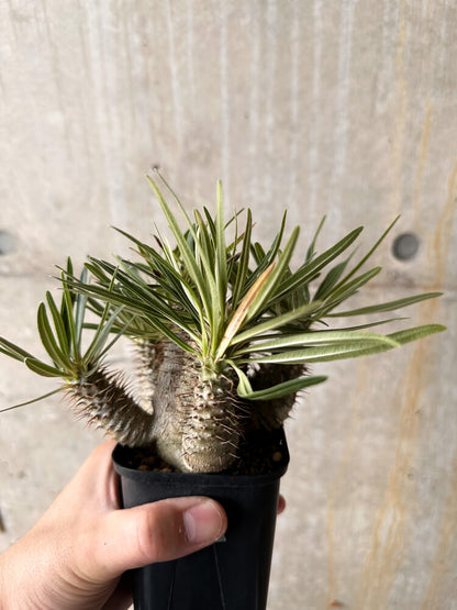 【現品限り】パキポディウム・グラキリス【I60】 Pachypodium gracilius