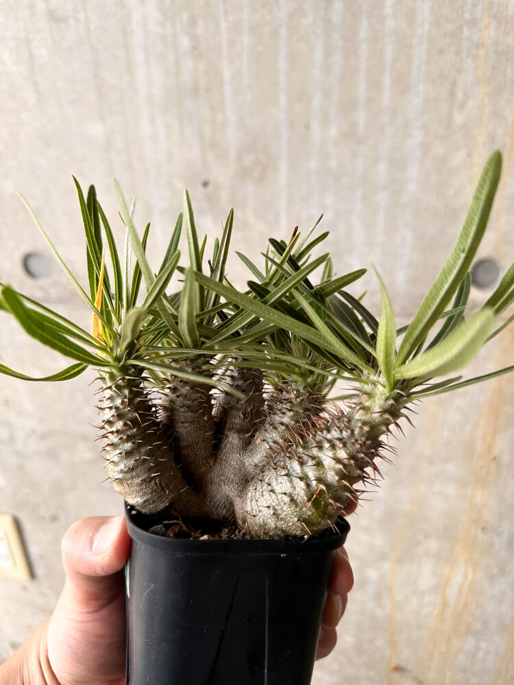 【現品限り】パキポディウム・グラキリス【I60】 Pachypodium gracilius