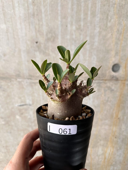 【現品限り】アデニウム・アラビカム ブラックスキン【I61】 Adenium arabicum 'Black skin'