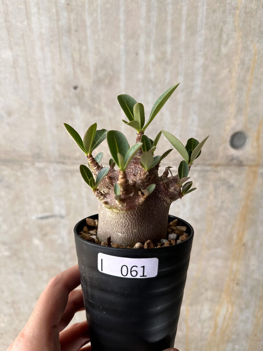 【現品限り】アデニウム・アラビカム ブラックスキン【I61】 Adenium arabicum 'Black skin'