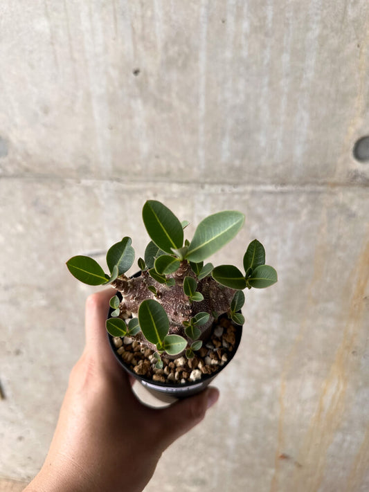 【現品限り】アデニウム・アラビカム ブラックスキン【I61】 Adenium arabicum 'Black skin'