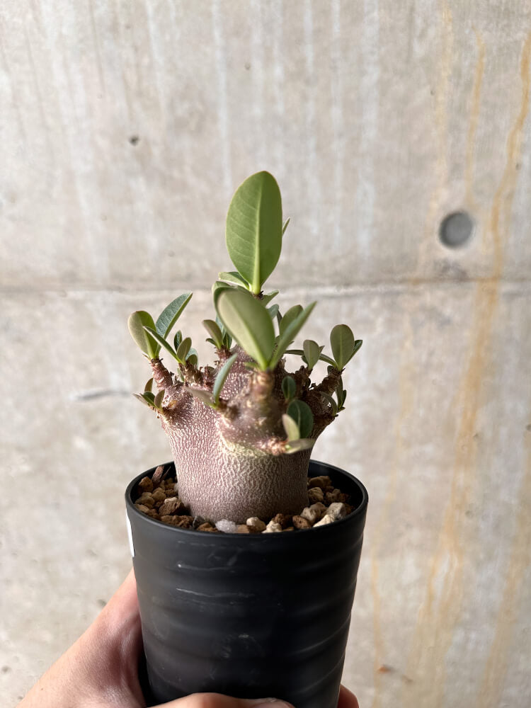 【現品限り】アデニウム・アラビカム ブラックスキン【I61】 Adenium arabicum 'Black skin'