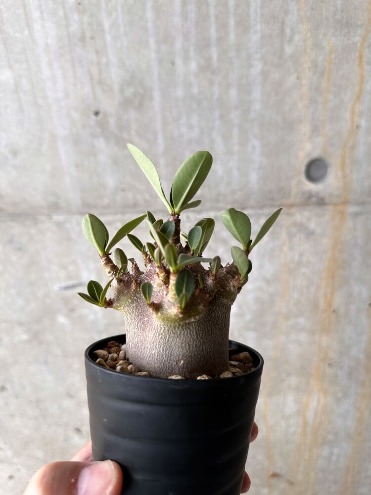 【現品限り】アデニウム・アラビカム ブラックスキン【I61】 Adenium arabicum 'Black skin'