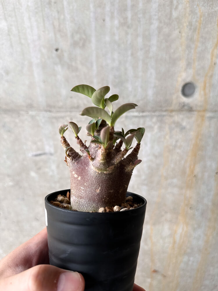 【現品限り】アデニウム・アラビカム ブラックスキン【I62】 Adenium arabicum 'Black skin'