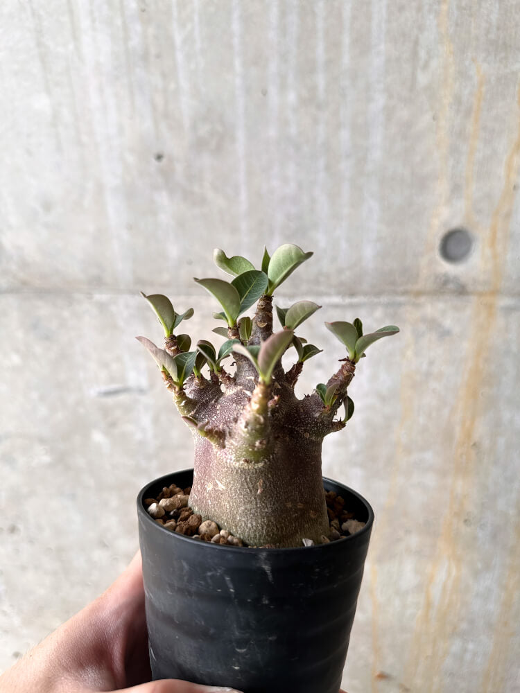 【現品限り】アデニウム・アラビカム ブラックスキン【I62】 Adenium arabicum 'Black skin'