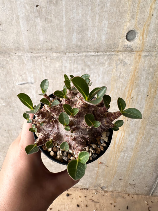 【現品限り】アデニウム・アラビカム ブラックスキン【I63】 Adenium arabicum 'Black skin'