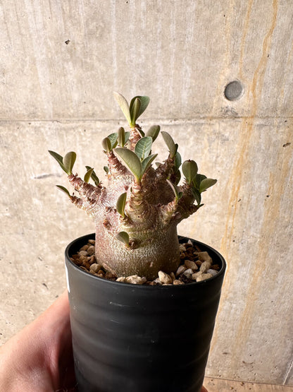【現品限り】アデニウム・アラビカム ブラックスキン【I63】 Adenium arabicum 'Black skin'