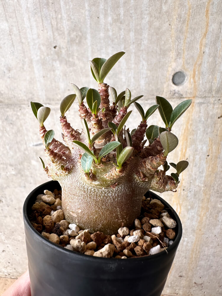 現品限り】アデニウム・アラビカム ブラックスキン【I63】 Adenium