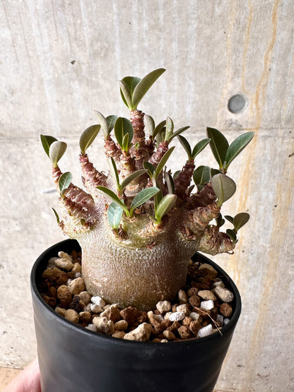 【現品限り】アデニウム・アラビカム ブラックスキン【I63】 Adenium arabicum 'Black skin'