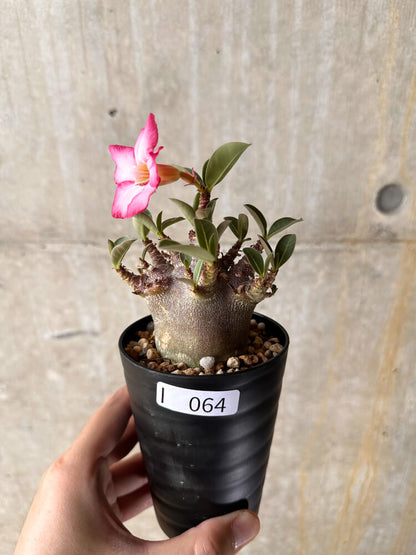 【現品限り】アデニウム・アラビカム ブラックスキン【I64】 Adenium arabicum 'Black skin'