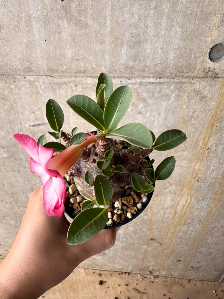 【現品限り】アデニウム・アラビカム ブラックスキン【I64】 Adenium arabicum 'Black skin'