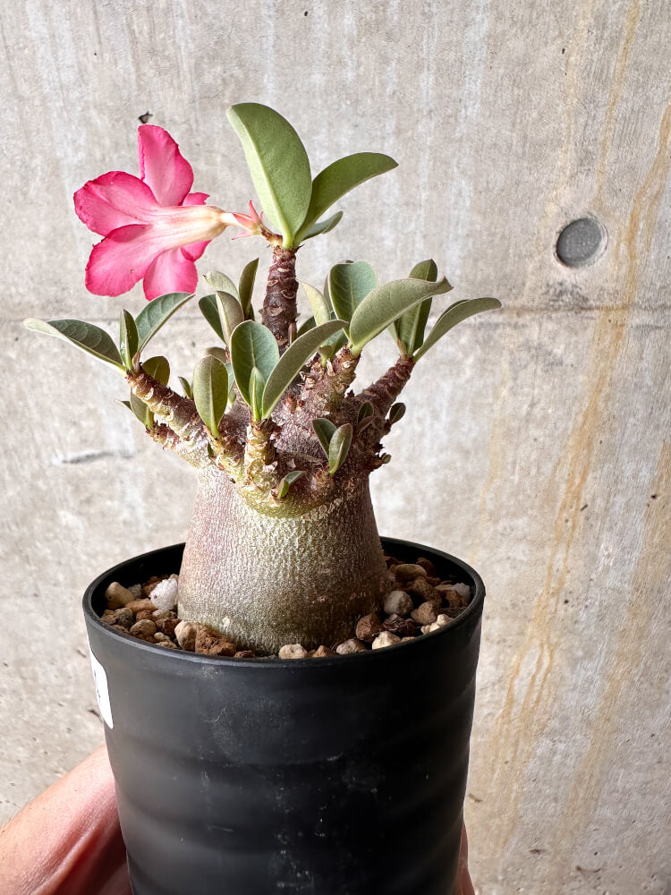 【現品限り】アデニウム・アラビカム ブラックスキン【I64】 Adenium arabicum 'Black skin'