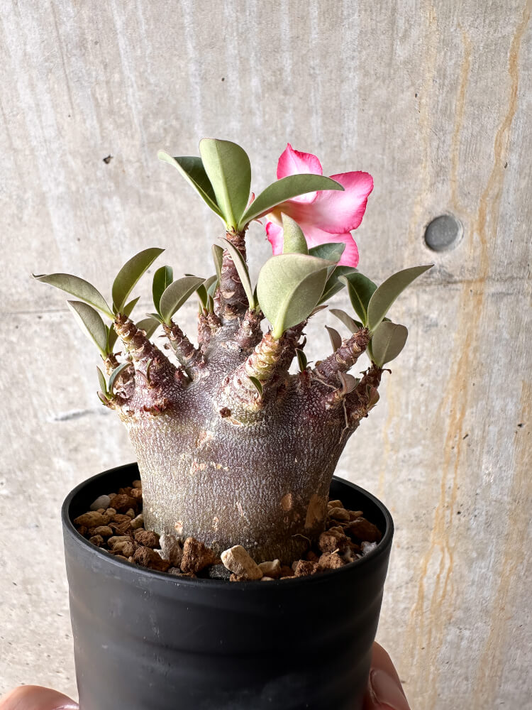 【現品限り】アデニウム・アラビカム ブラックスキン【I64】 Adenium arabicum 'Black skin'