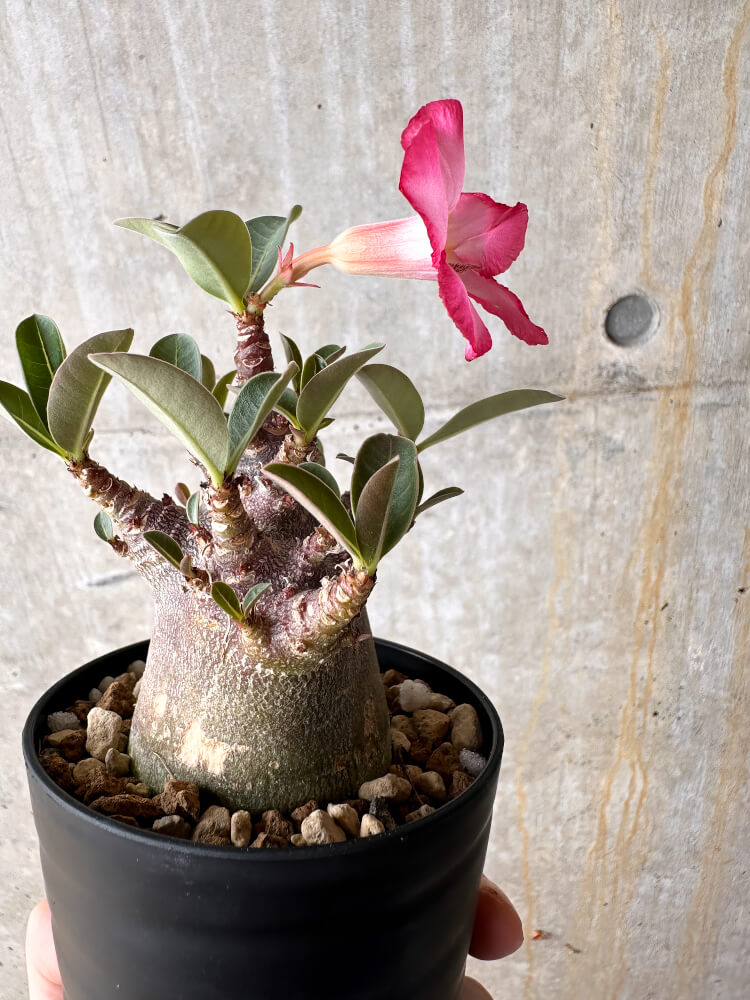 【現品限り】アデニウム・アラビカム ブラックスキン【I64】 Adenium arabicum 'Black skin'