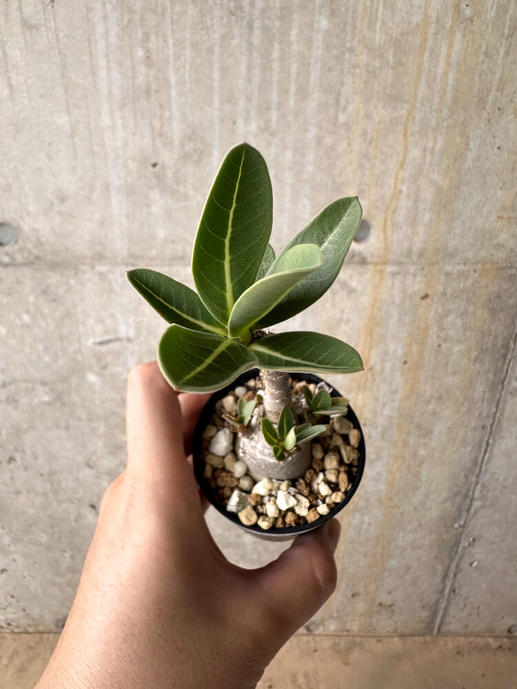 【現品限り】アデニウム・アラビカム【I6】 Adenium arabicum