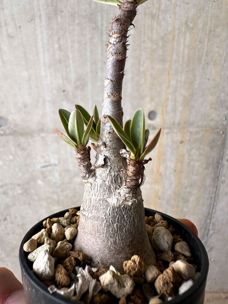 【現品限り】アデニウム・アラビカム【I6】 Adenium arabicum